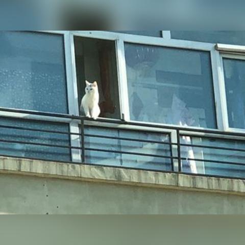 (猫猫大乱斗下载)三国喵大乱斗：猫咪武将争霸，谁能称霸江山？