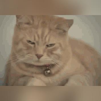 (猫猫大乱斗下载)三国喵大乱斗：猫咪武将争霸，谁能称霸江山？